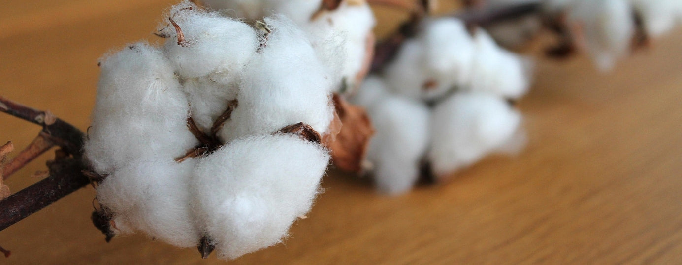 Wat is Egyptisch katoen?